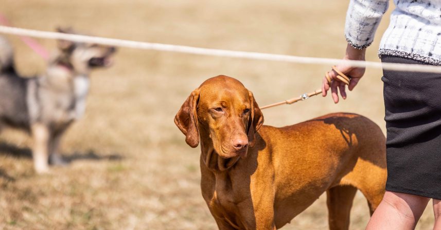 The Somerset Horse Show