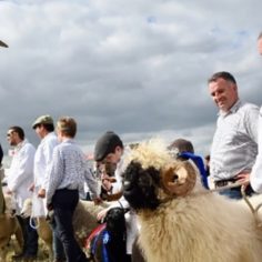 mid-somerset-show-showground-hire-4